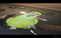 Parrots birds for sale: Yelow nape amazon - Image 14