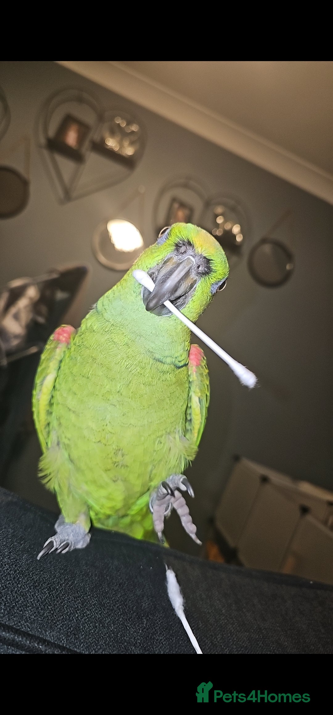 Parrots birds for sale: Yelow nape amazon - Image 14