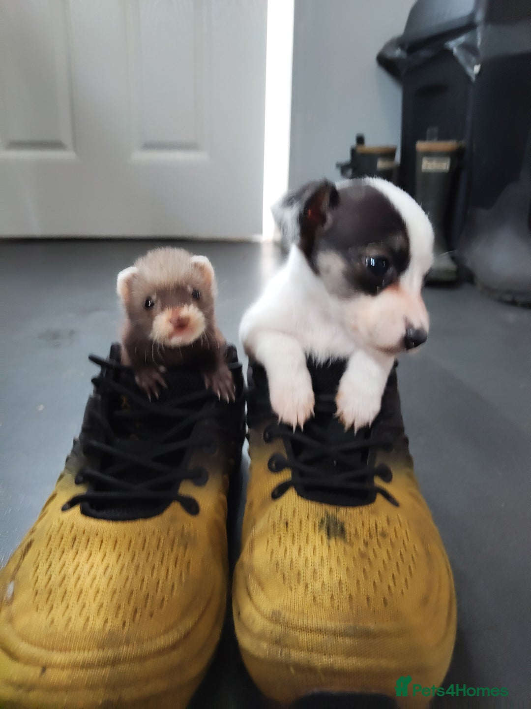 Mixed Breed livestock for sale: Ferrets  - Image 5