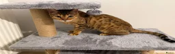 Mixed Breed cats for adoption: ❤️🐱 ROSIE – A LITTLE BENGAL SHADOW in Ashtead - Advert 11