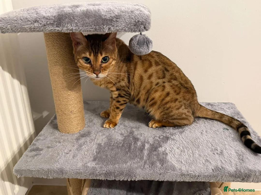 Mixed Breed cats for adoption: ❤️🐱 ROSIE – A LITTLE BENGAL SHADOW in Ashtead - Advert 11