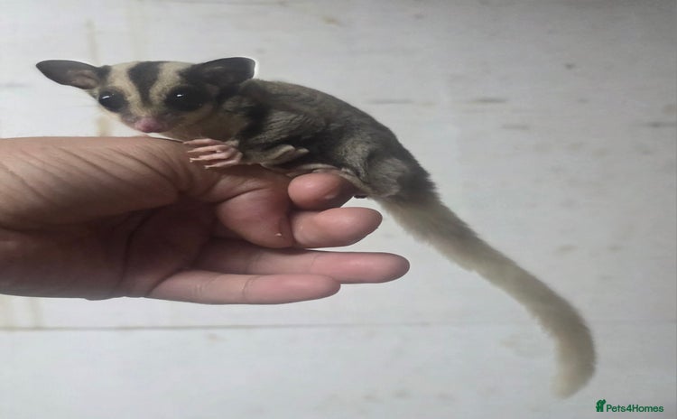 Sugar Glider rodents - Advert 11