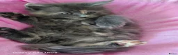 Maine Coon cats for sale: Kitten  - Advert 5