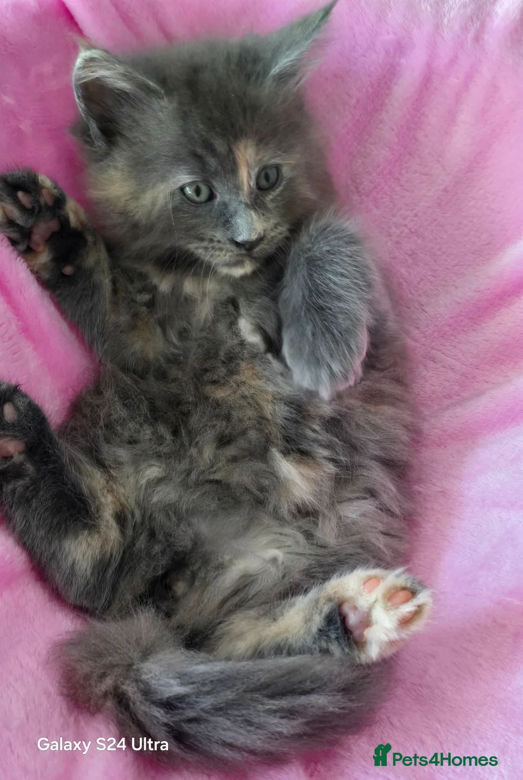 Maine Coon cats for sale: Kitten  - Advert 5