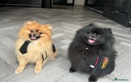 Pomeranian dogs for sale: 2 Pomeranian girls  - Image 5