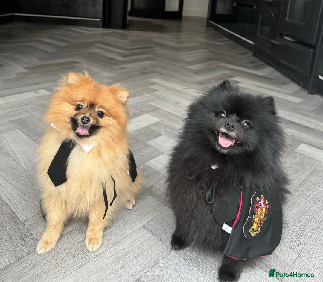 Pomeranian dogs for sale: 2 Pomeranian girls  - Image 5