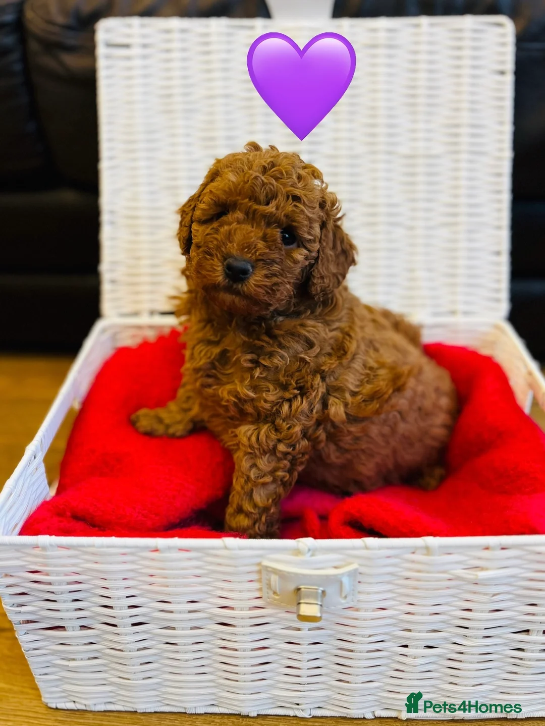 Cockapoo dogs for sale: Cockapoo Puppies - Advert 3