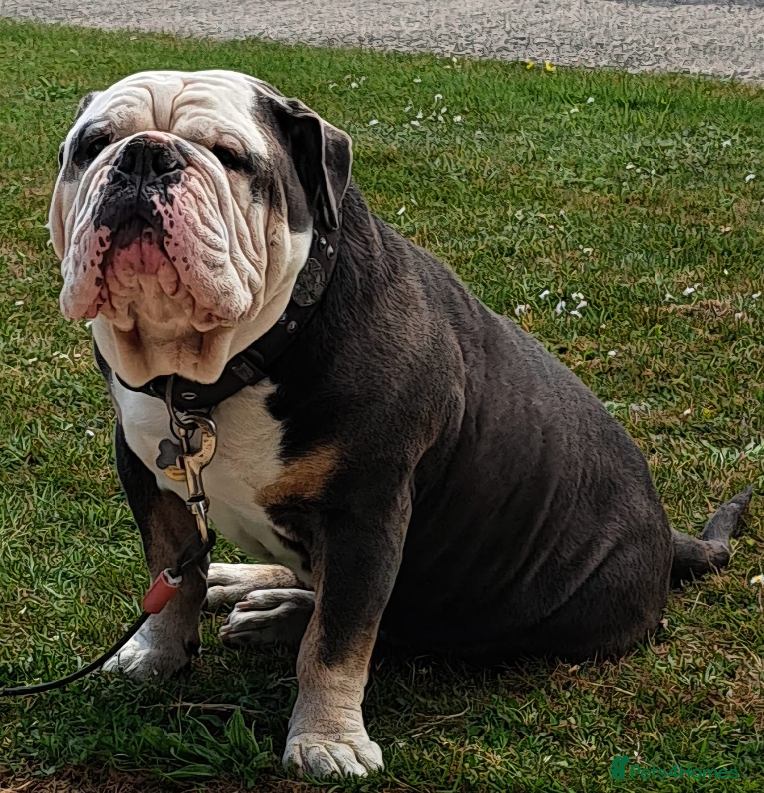 Old Tyme Bulldog dogs Roly old thyme bulldog  - Advert 1
