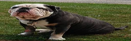 Old Tyme Bulldog dogs for stud: Roly old thyme bulldog  in Chichester - Advert 1