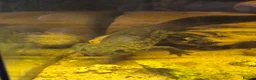 Newt reptiles for sale: Marble and spanish newts in Nottingham - Advert 5