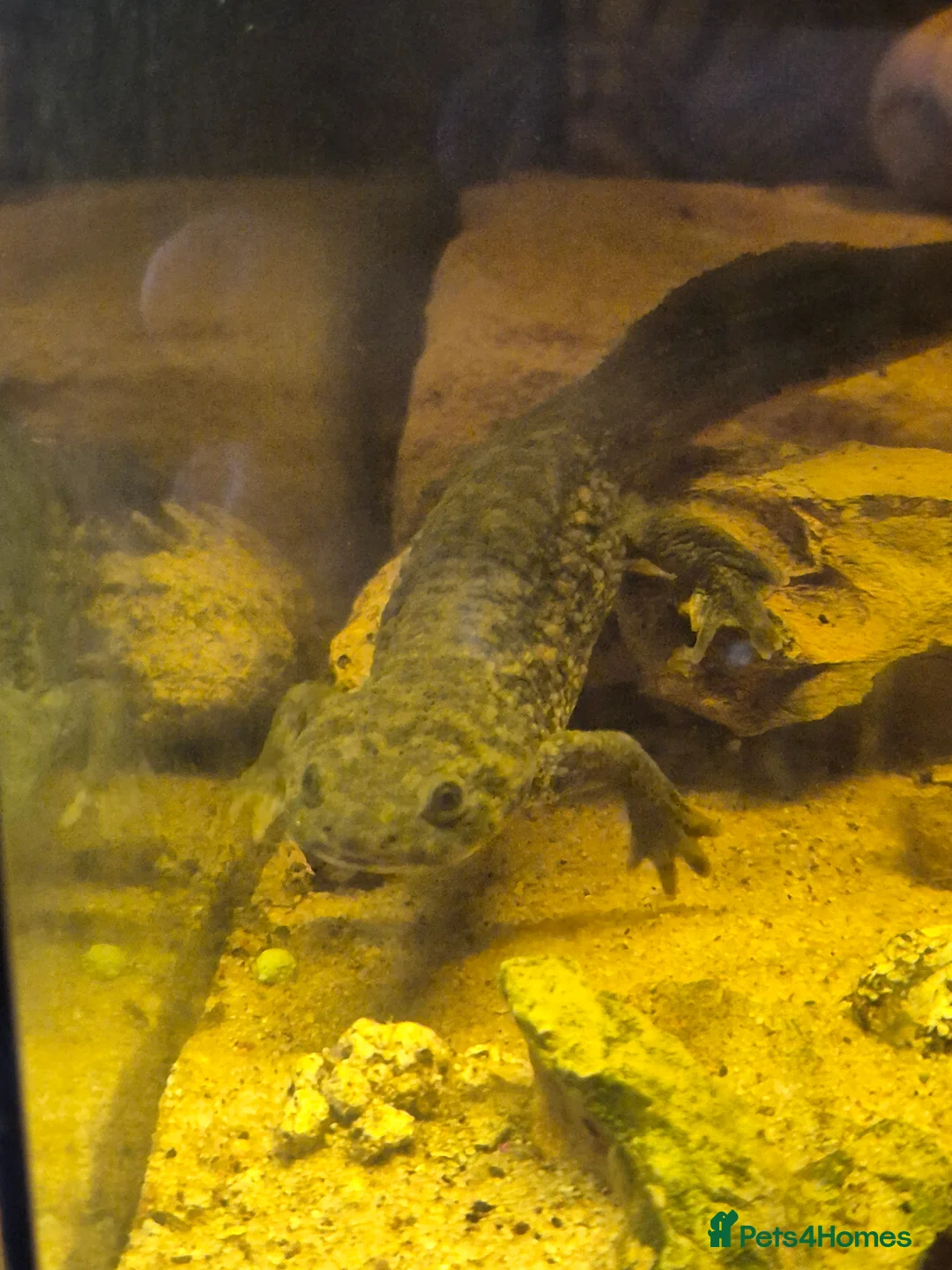 Newt reptiles for sale: Marble and spanish newts in Nottingham - Advert 5