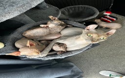 Sphynx cats for sale: LAST 2 tortie elf girls left  - Image 4