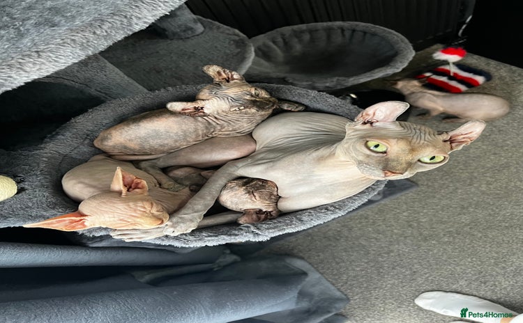 Sphynx cats - Advert 2
