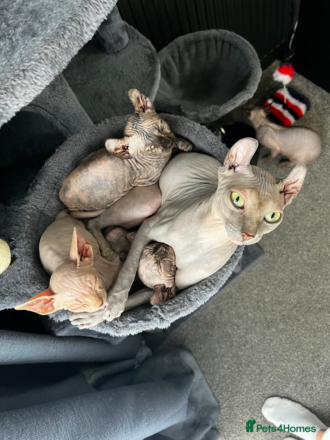 Sphynx cats for sale: LAST 2 tortie elf girls left  - Image 4