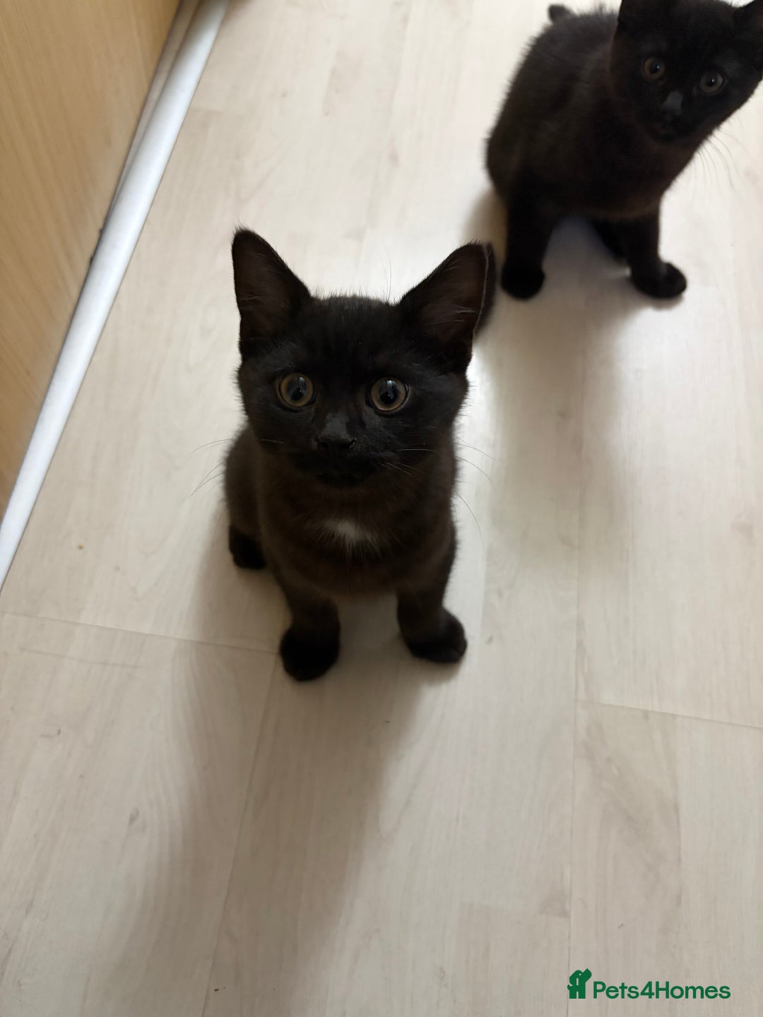 Mixed Breed cats for sale: British Short Hair and Tuxedo Cat Mix Breed  - Advert 13