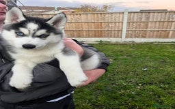 Siberian Husky dogs for sale: Siberian husky puppies available - Image 7