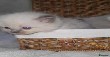 Ragdoll cats - Advert 9