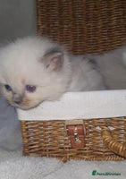 Ragdoll cats - Advert 9