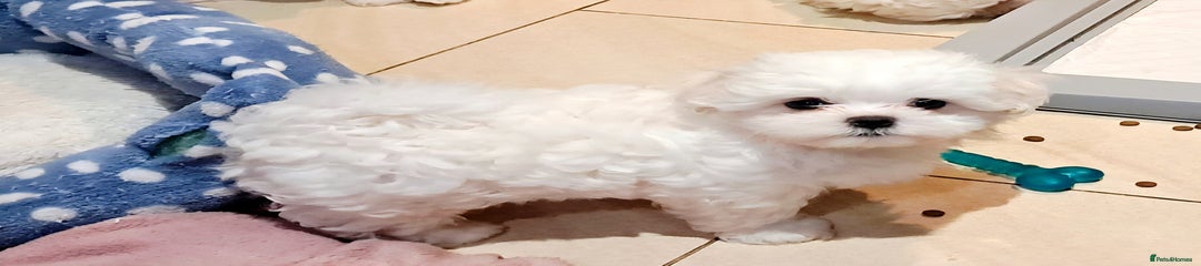 Maltese Puppy 3