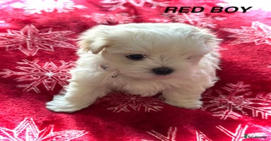 Maltese dogs KC Registred Maltese puppies  - Advert 15