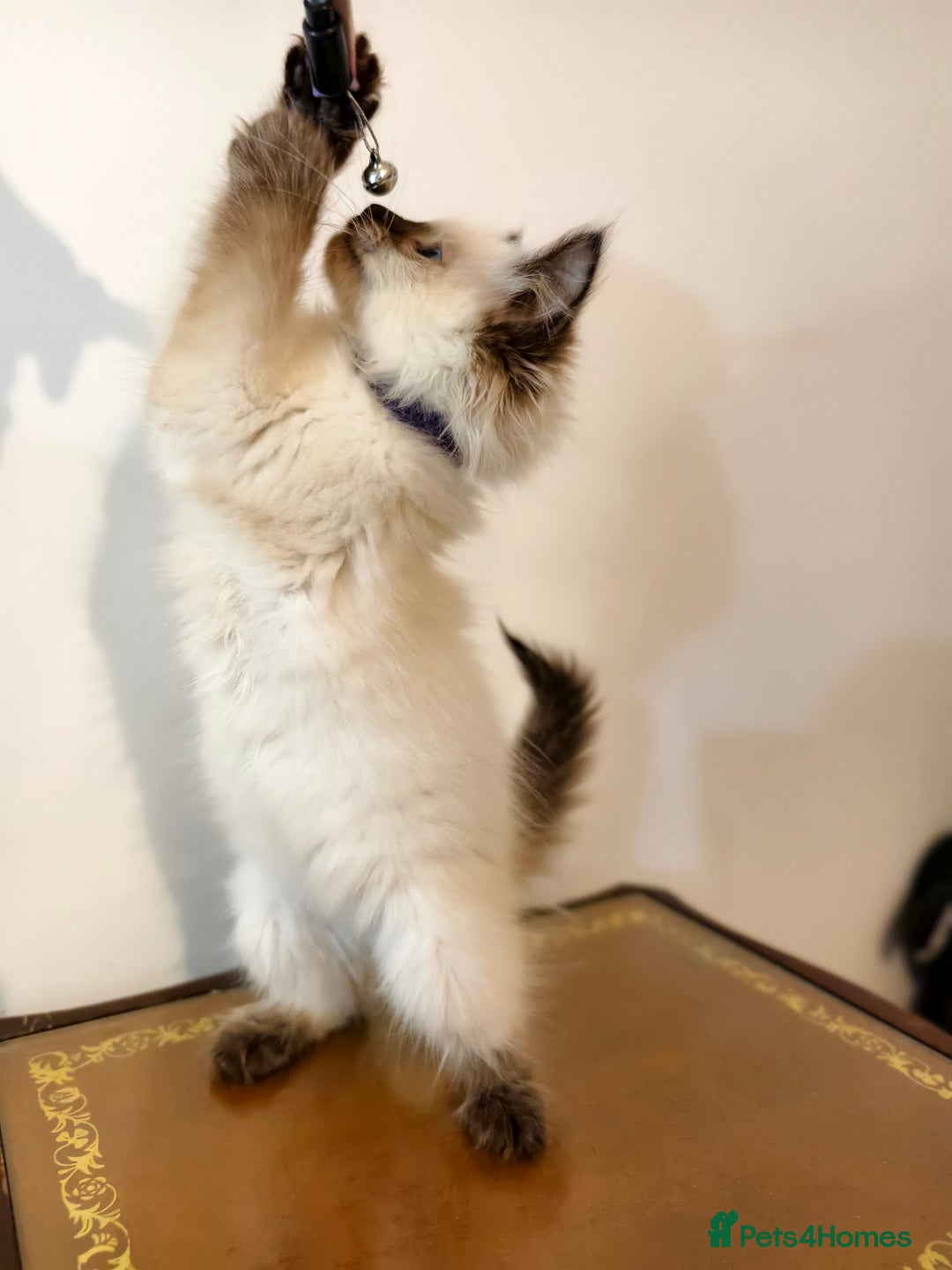 Ragdoll cats for sale: Beautiful Ragdoll Kittens Ready for Sale! - Advert 7