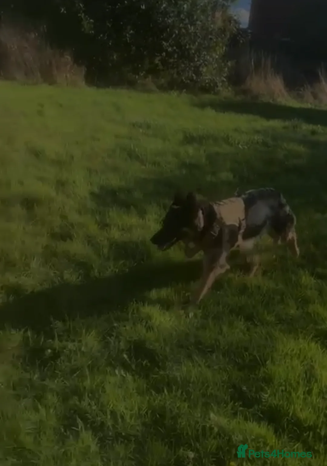 German Shepherd dogs for sale: German Shepherd female - Advert 4