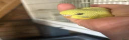 Budgerigars birds for sale: 2 Hand tame babies  - Advert 9