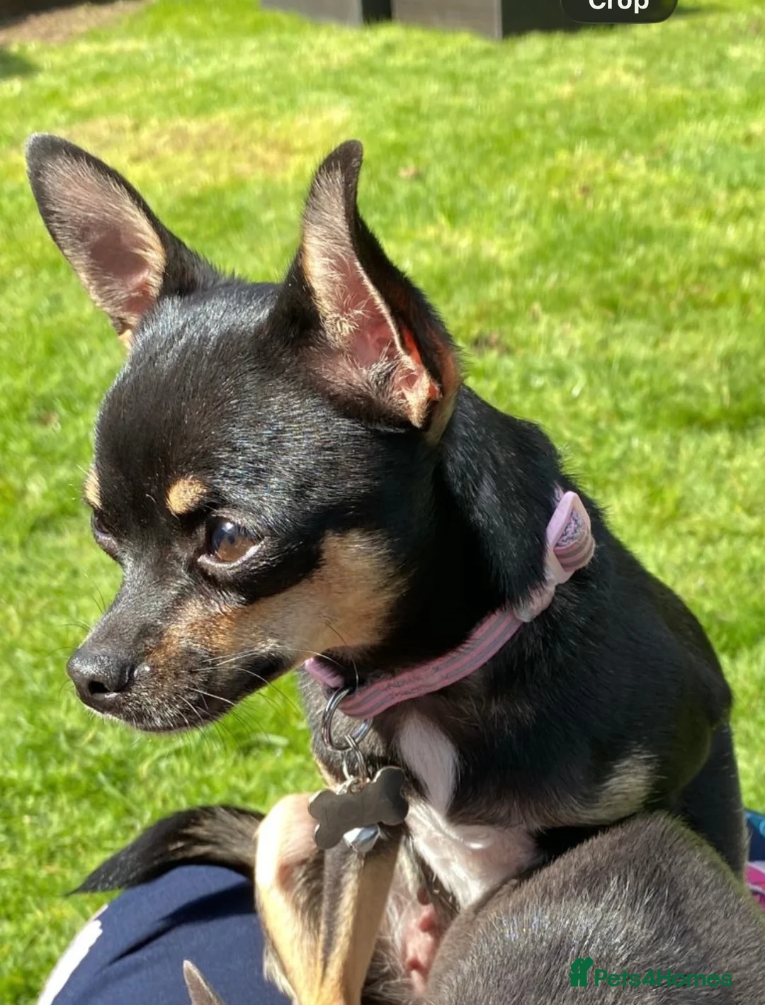 Chihuahua dogs for sale: Lola Needs a LOVING HOME ❤️ - Advert 10