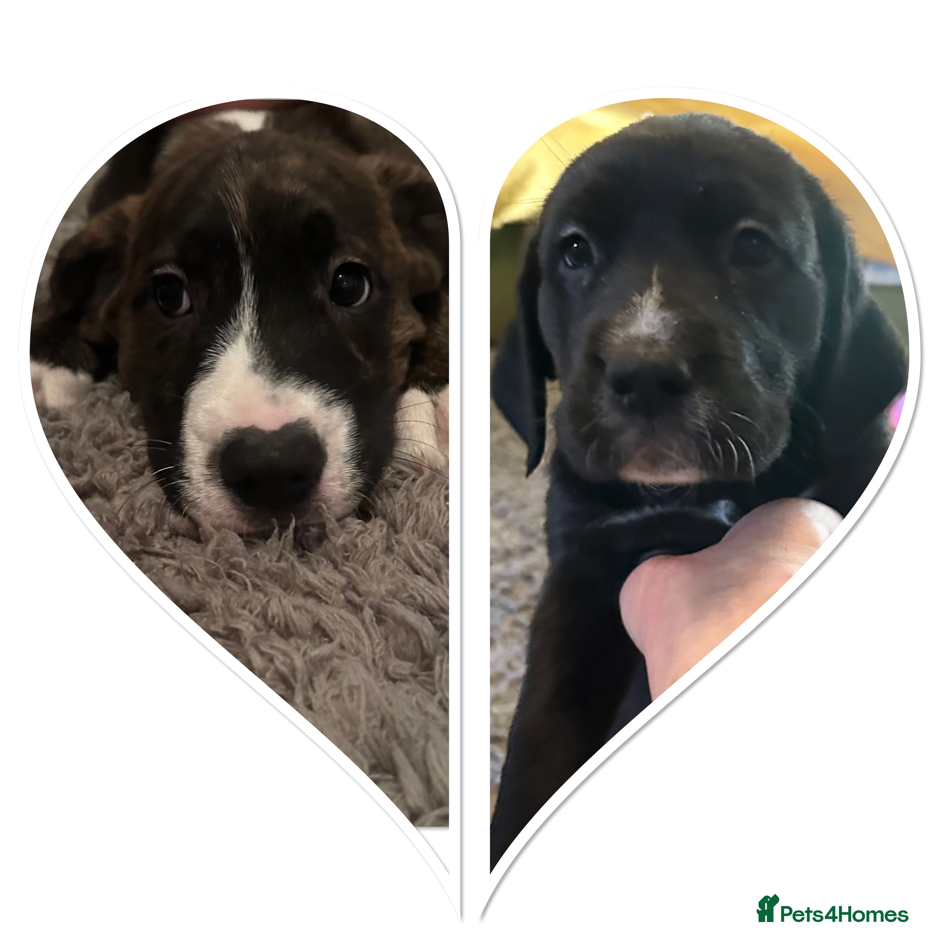 Mixed Breed dogs Lab- Cane Corso Puppies Looking for Loving Homes  - Advert 1