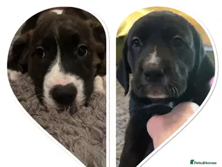 Mixed Breed dogs Lab- Cane Corso Puppies Looking for Loving Homes - Advert 1