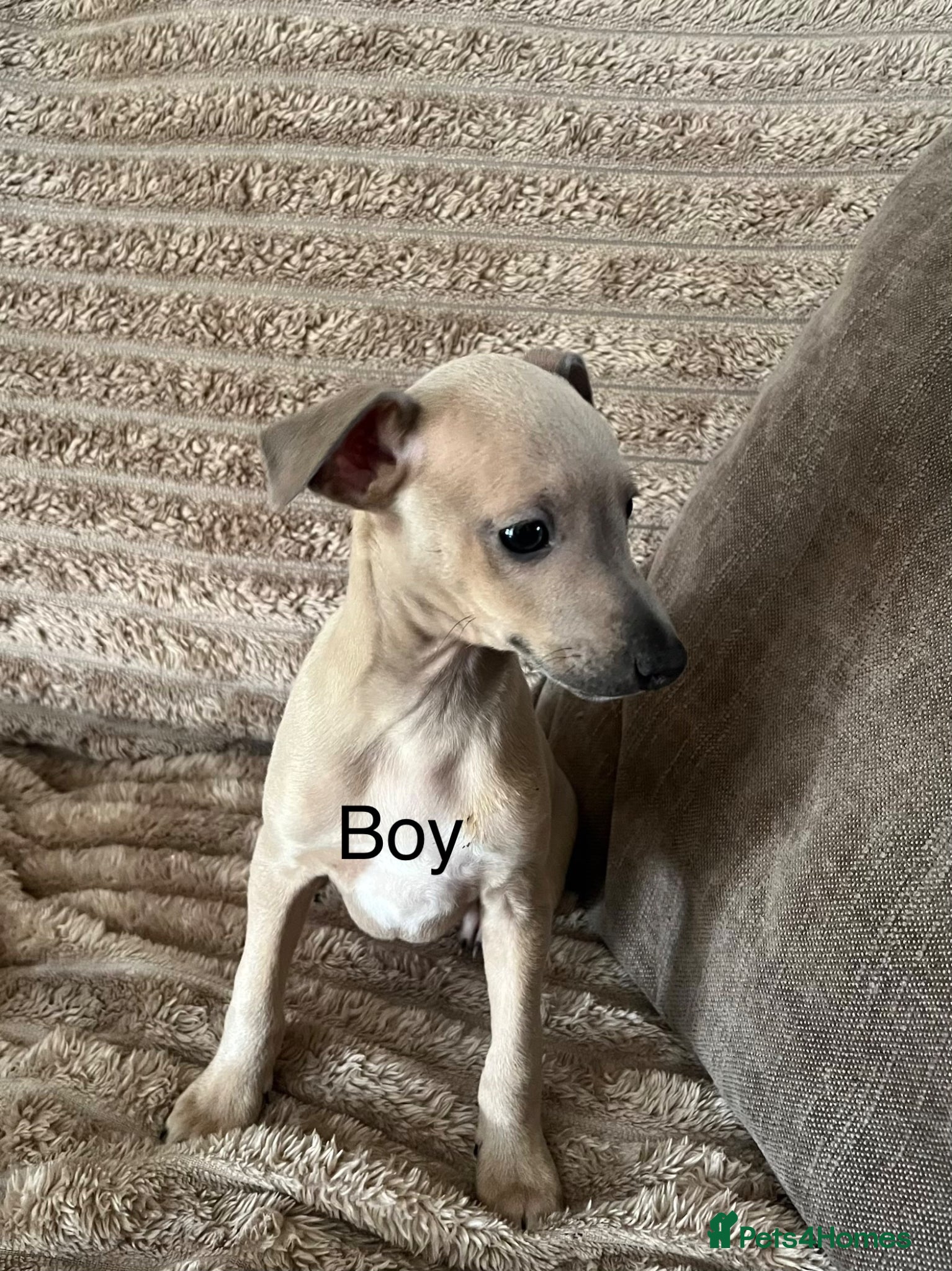 Italian Greyhound dogs kc registered ready now  - Advert 1