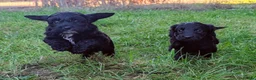 Cockapoo dogs for sale: Licensed breeder, health tested F1 cockapoos - Advert 5