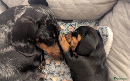 Miniature Dachshund dogs for sale: Miniature dachshund boy  - Image 4