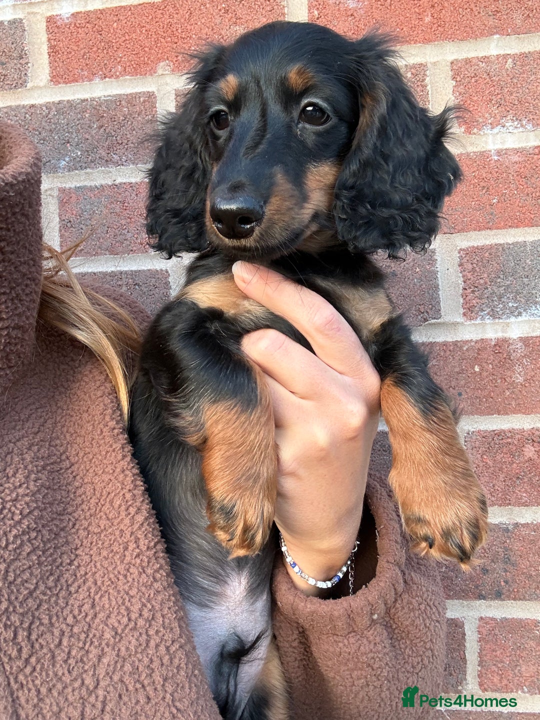 Miniature Dachshund dogs for sale: ⭐️KC Russian champ PRA clear long haired minis⭐️ - Advert 6