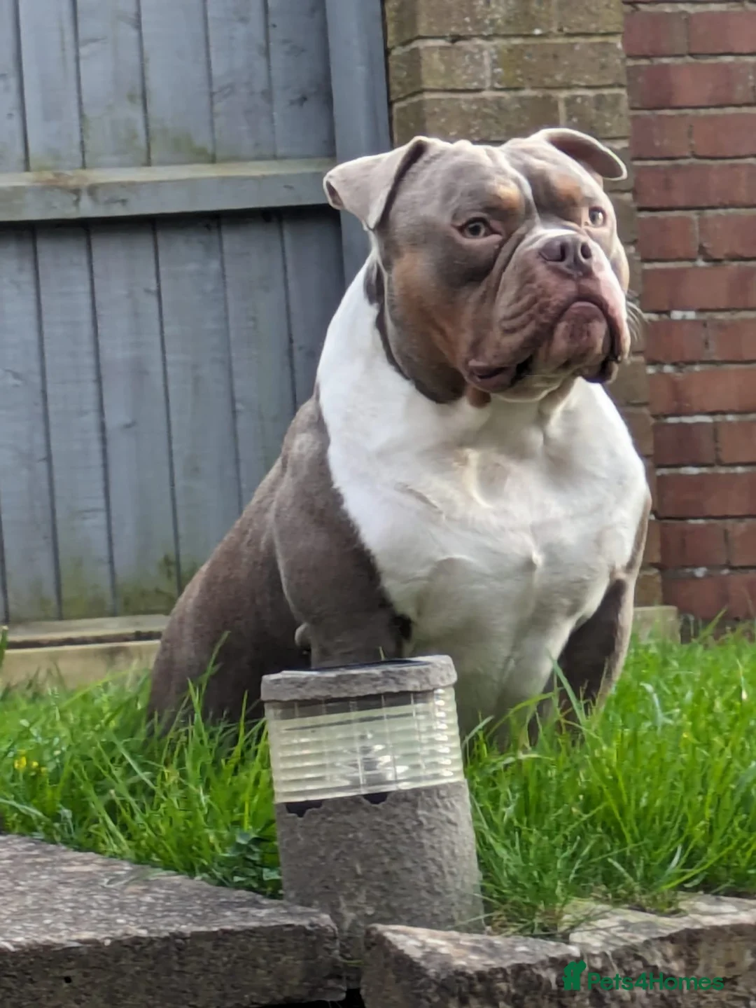 American Bully dogs for sale: Pocket bully - Advert 1