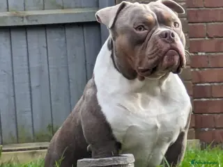 American Bully dogs Pocket bully - Advert 4