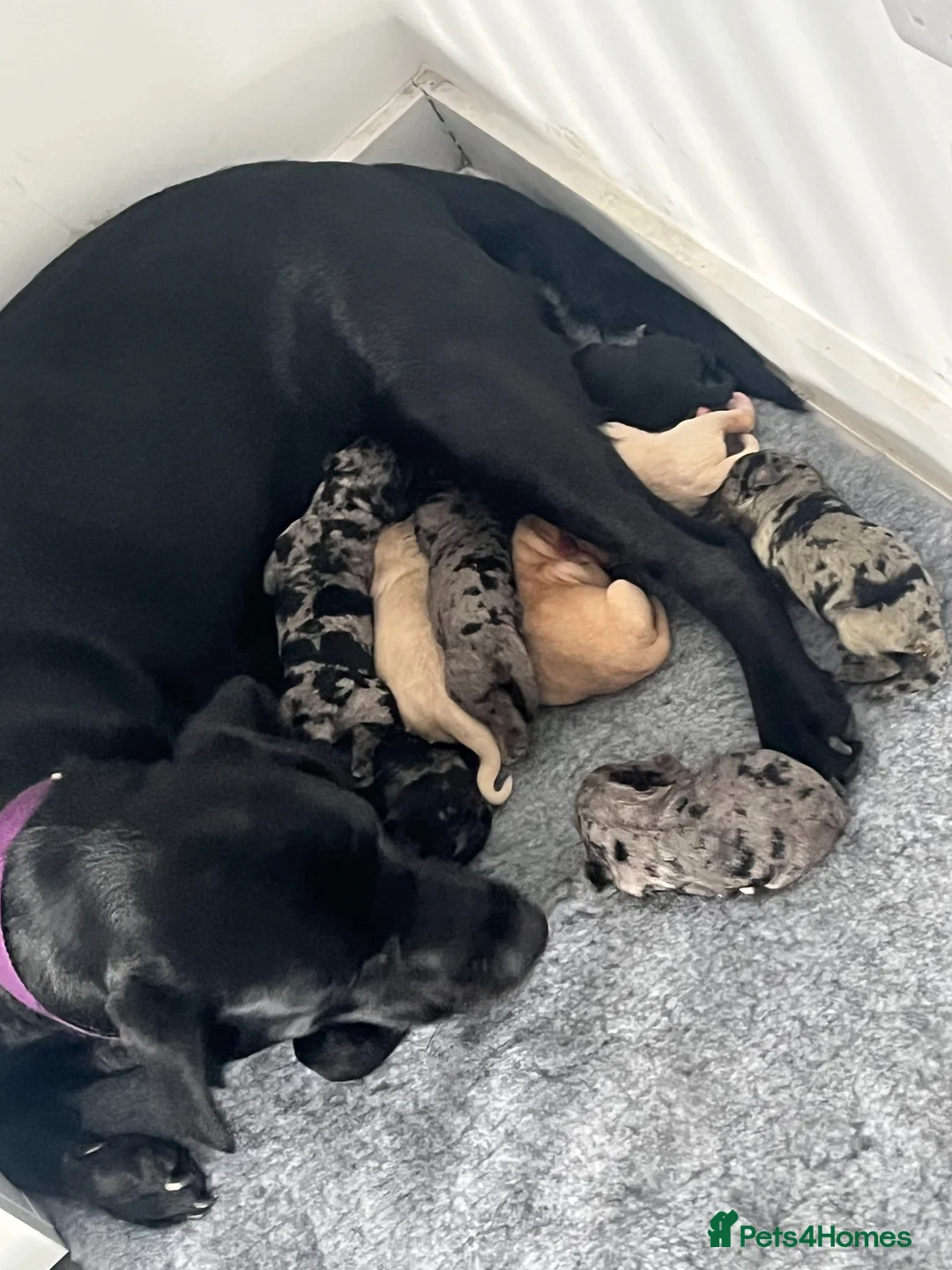 Cockerdor dogs for sale: Cockerdor puppies - Advert 2