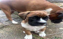 Boxer dogs for sale: Boxer puppy Girl for sale-adorable and cute  - Image 4