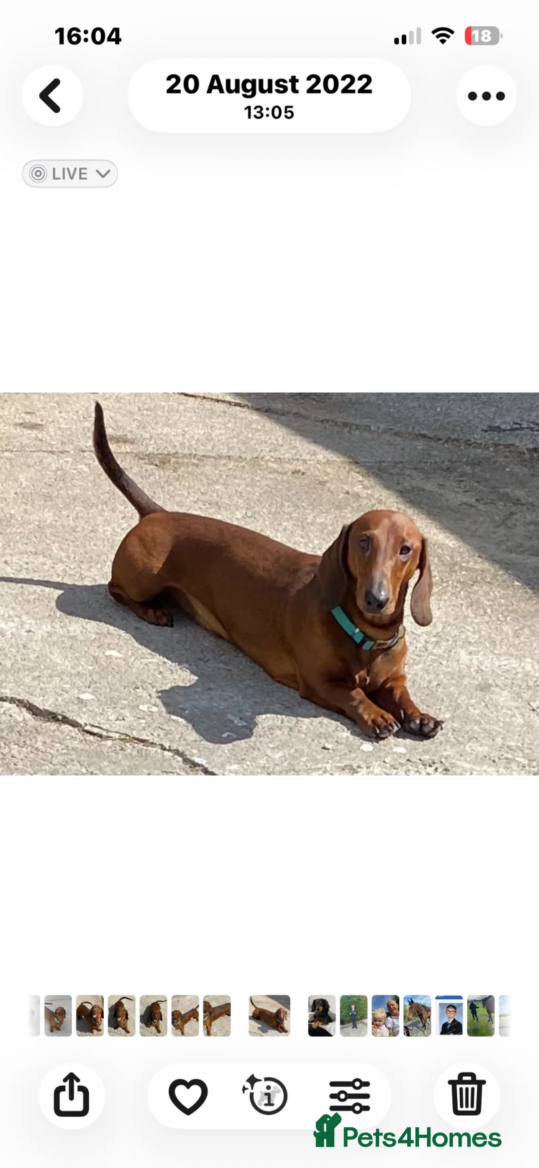 Dachshund dogs for sale: Beautiful Litter Standard KC reg Dachshunds  - Advert 2