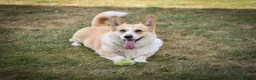 Welsh Corgi Pembroke dogs for sale:  Pembrokeshire Corgi Puppies for sale!🏡 - Advert 14