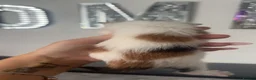 Mixed Breed cats for sale: Stunning kittens mix of colours long/short haired  - Advert 34
