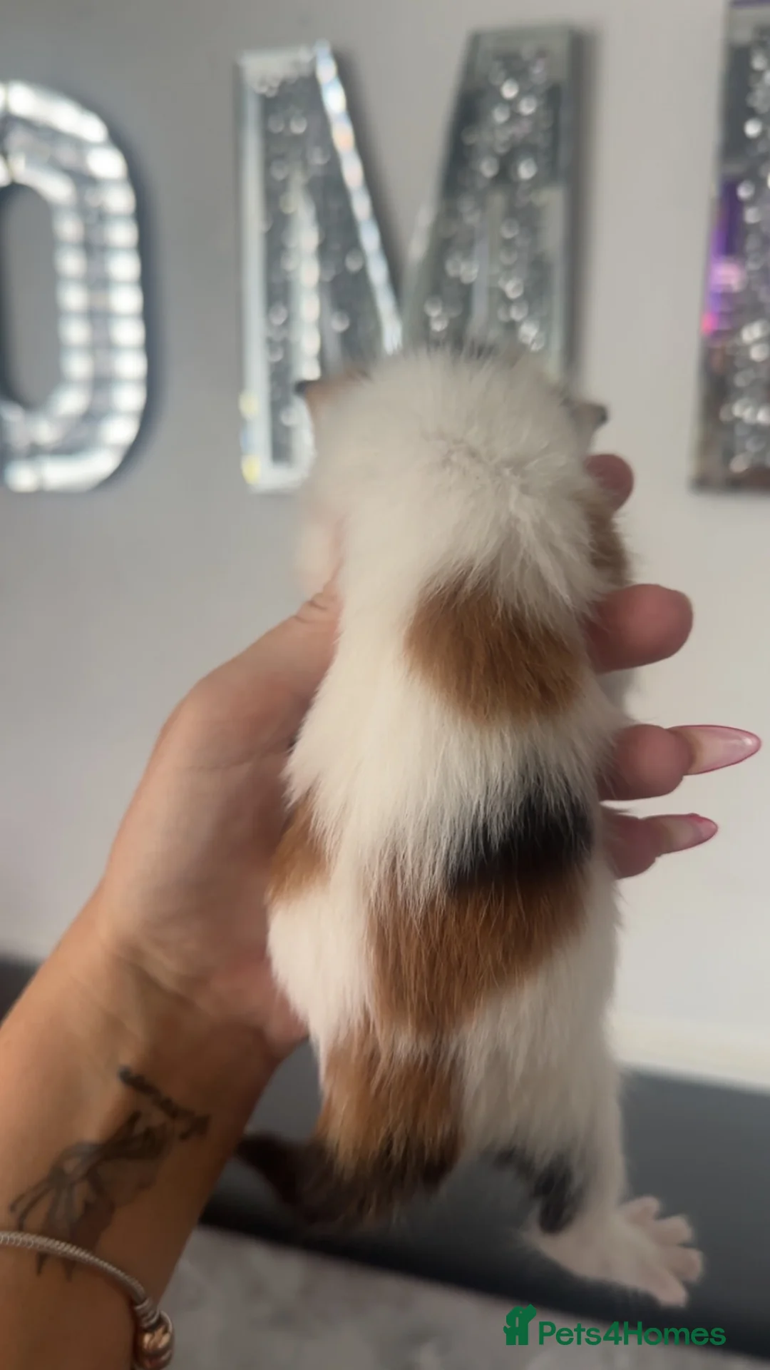 Mixed Breed cats for sale: Stunning kittens mix of colours long/short haired  - Advert 34