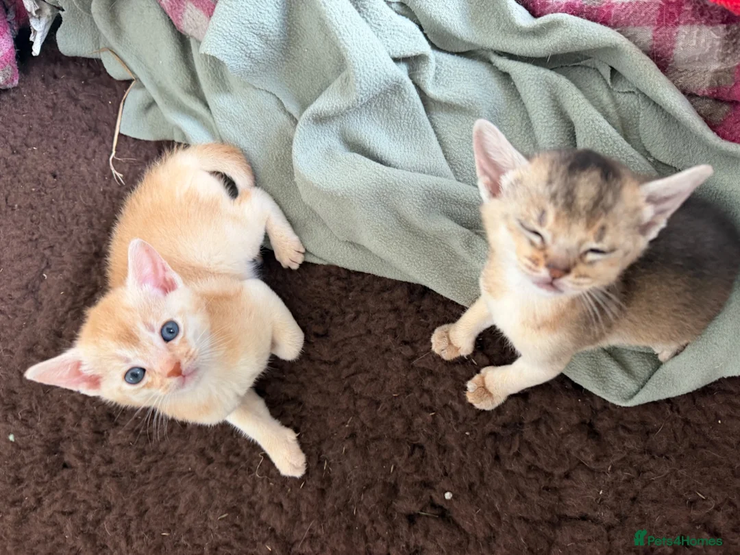 Abyssinian cats for sale: Gorgeous Abyssinian kittens - Advert 21