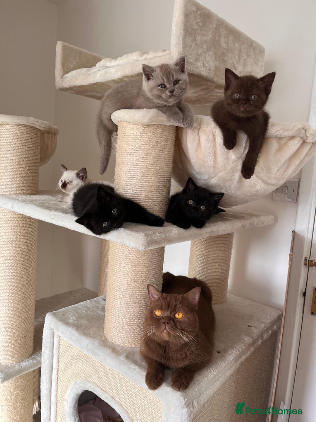 British Shorthair cats for sale: Adorable British Shorthairs available (5 females) - Image 2