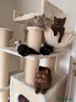 British Shorthair cats - Advert 13