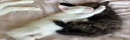 Mixed Breed cats for sale: 3 beautiful kittens looking for new homes  in Flint - Advert 2