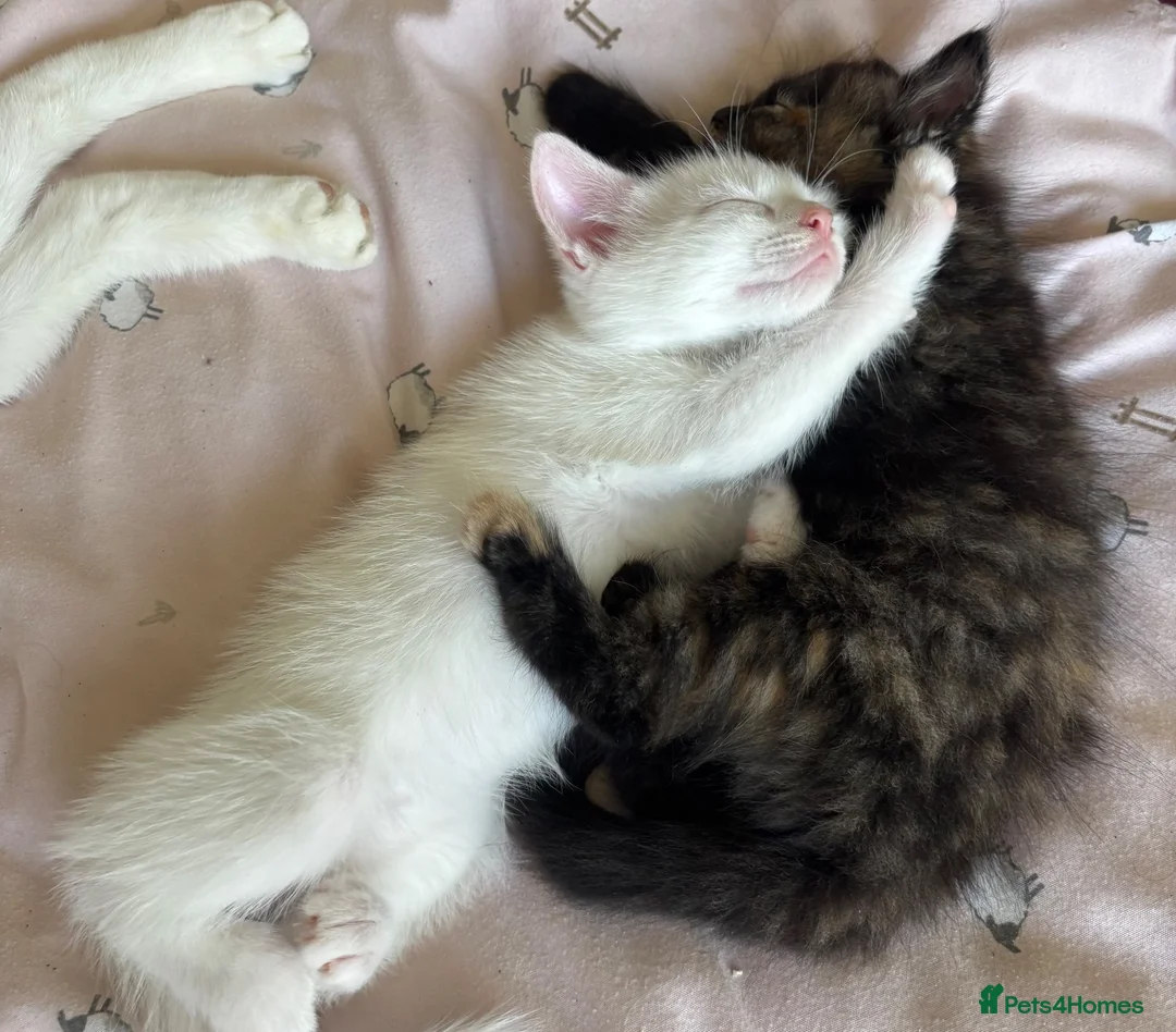Mixed Breed cats for sale: 3 beautiful kittens looking for new homes  in Flint - Advert 2