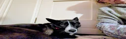 Mixed Breed dogs for adoption: Meet Betty,currently residing in Christchurch  in Christchurch - Advert 3