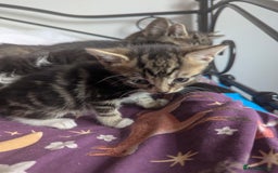 Mixed Breed cats for sale: Gorgeous litter of kittens in Liverpool - Image 4