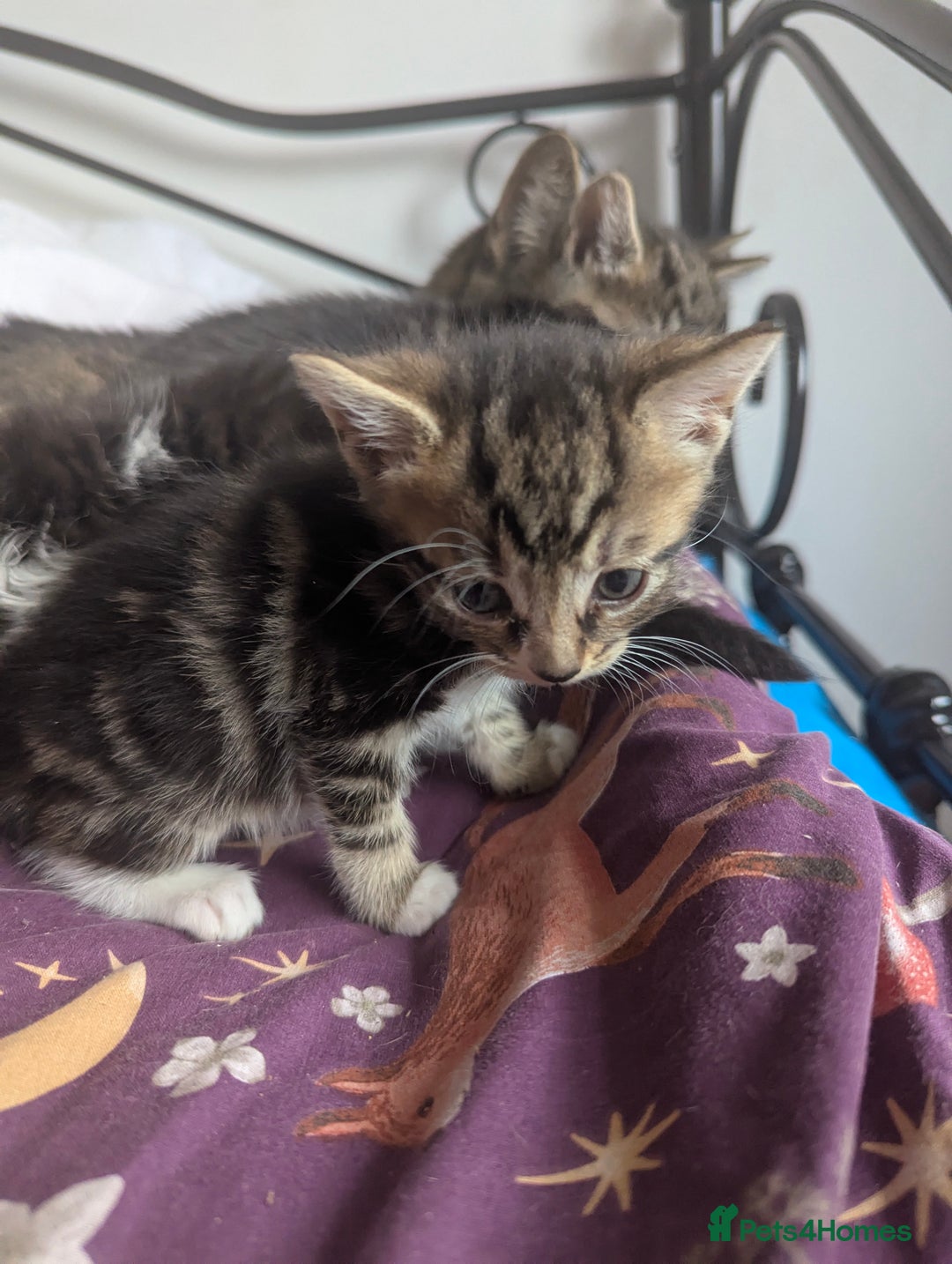 Mixed Breed cats for sale: Gorgeous litter of kittens in Liverpool - Image 4
